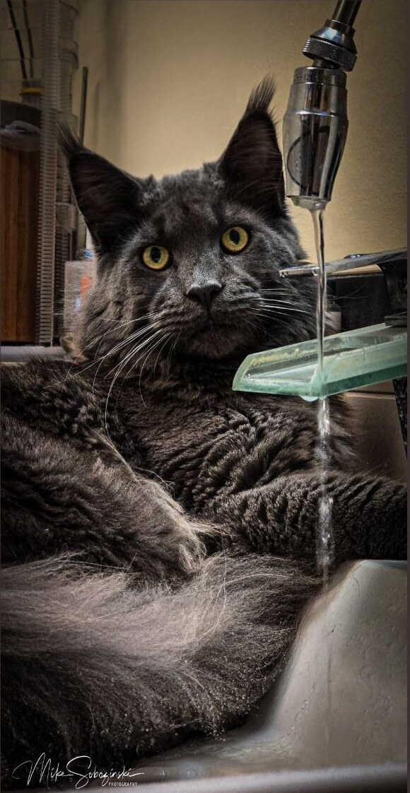 Loki liegt im Waschbecken und genießt das laufende Wasser