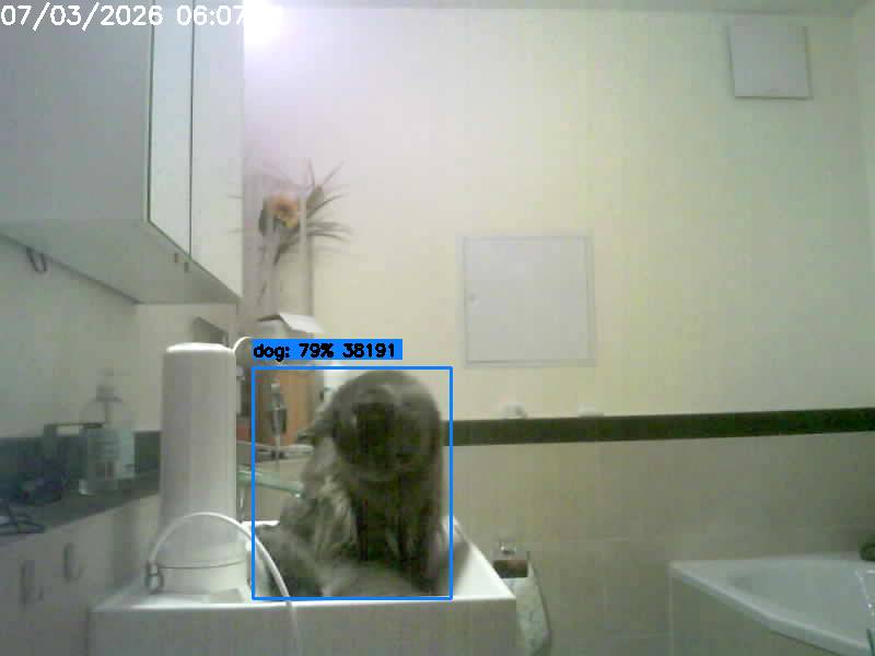 Loki, a dog according to the model (79%)