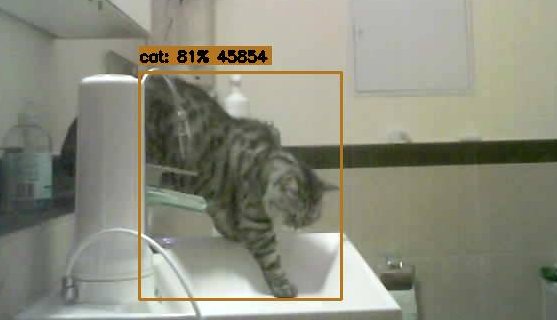 Smart Cat Fountain